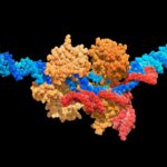 Super-precise CRISPR tool enhanced by enzyme engineering