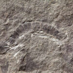 Paleontologists Find World’s Oldest Fossil Bug
