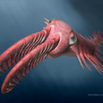 Cambrian Deep-Sea Arthropods Had Complex Compound Eyes