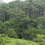 Tropical forests can regenerate in just 20 years without human interference