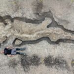 Rutland ichthyosaur fossil is largest found in UK